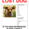 Find Missing Dog Poster Template Letter Size | Templates At Pertaining To Lost Dog Flyer Template