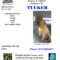Found Dog Poster Template – Colona.rsd7 Intended For Lost Pet Flyer Template