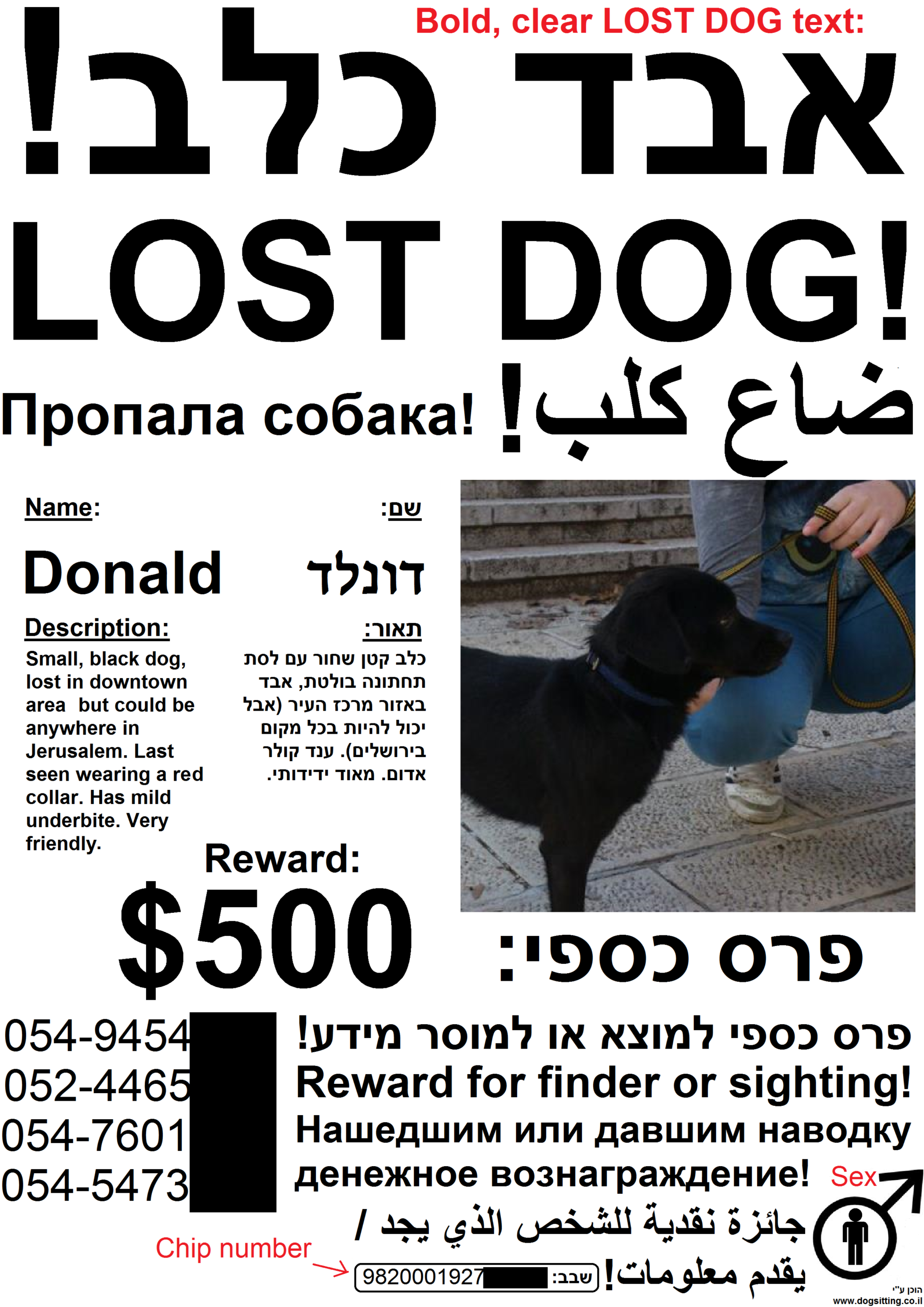 How To Make A "lost Dog" Flyer : Pets Throughout Lost Dog Flyer Template