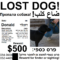 How To Make A "lost Dog" Flyer : Pets With Regard To Missing Dog Flyer Template