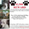 Lost Dog Sign Template. Lost Pet Flyer Template Free Lost Within Lost Pet Flyer Template